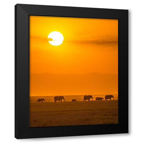 Elephants At Sunset Black Modern Wood Framed Art Print with Double Matting by Taylor, Ted