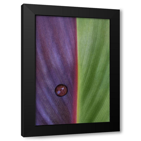 Canna Black Modern Wood Framed Art Print with Double Matting by Clough, Stephen