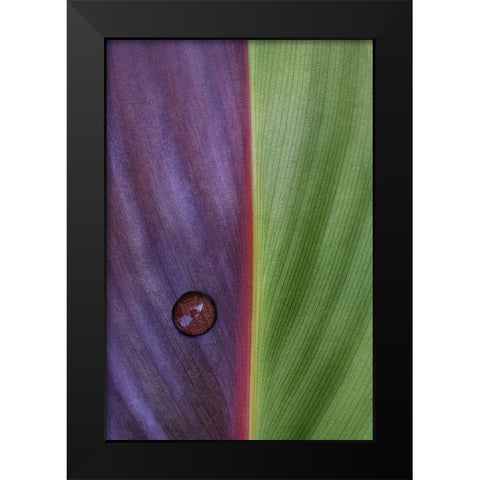 Canna Black Modern Wood Framed Art Print by Clough, Stephen