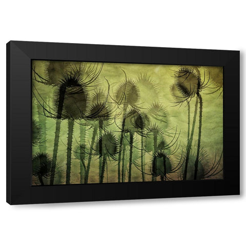 Wild Teasel Black Modern Wood Framed Art Print with Double Matting by Talen, Nel