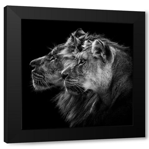 Lion And  Lioness Portrait Black Modern Wood Framed Art Print by Lothare Dambreville, Laurent