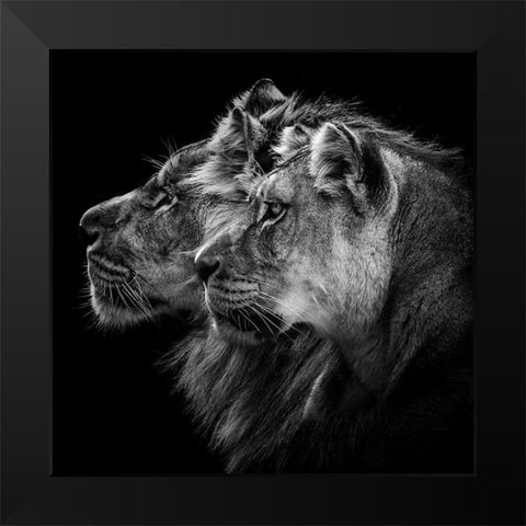 Lion And  Lioness Portrait Black Modern Wood Framed Art Print by Lothare Dambreville, Laurent