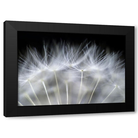 Blow It Black Modern Wood Framed Art Print with Double Matting by Fallberg, Peter