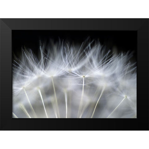 Blow It Black Modern Wood Framed Art Print by Fallberg, Peter