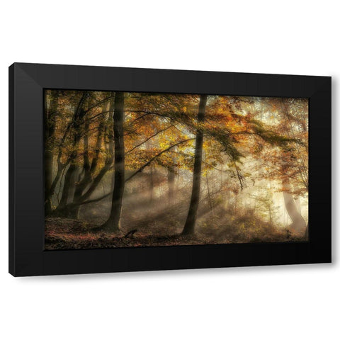 The Lights Of The Forest Black Modern Wood Framed Art Print with Double Matting by Osuna, Fran