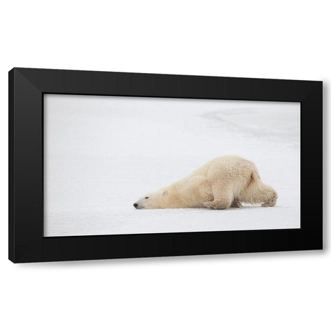 Sliding Bear Black Modern Wood Framed Art Print with Double Matting by Catta, Alessandro