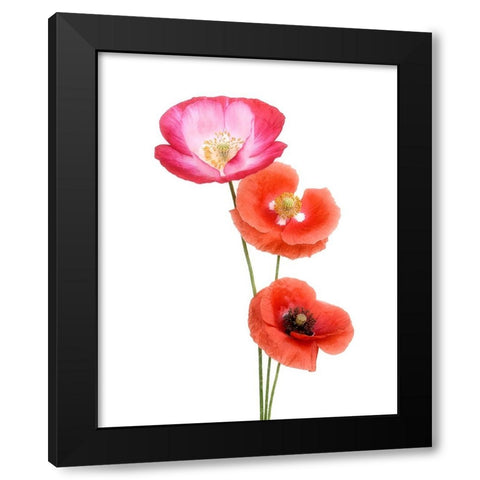 Colourful Poppies Black Modern Wood Framed Art Print by Gronkjar, Lotte