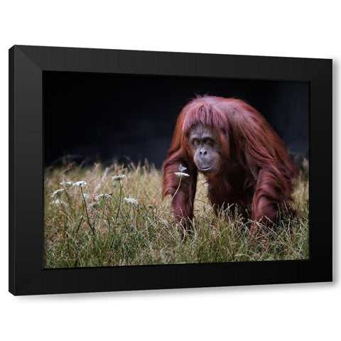 Orang-Utan With Butterfly. Black Modern Wood Framed Art Print with Double Matting by Wilkinson, Hugh