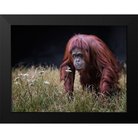 Orang-Utan With Butterfly. Black Modern Wood Framed Art Print by Wilkinson, Hugh