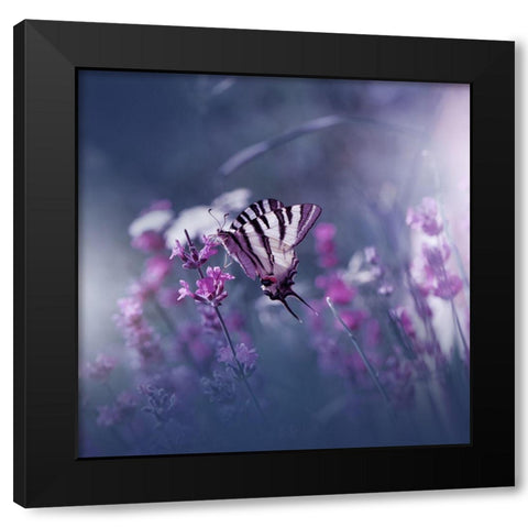 Lavender Queen... Black Modern Wood Framed Art Print with Double Matting by Nan, Juliana