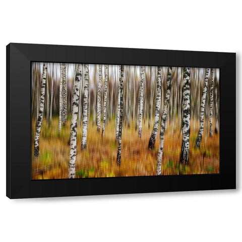 3D Birches Black Modern Wood Framed Art Print by Soderman, Par