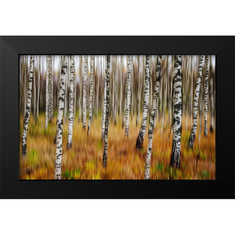 3D Birches Black Modern Wood Framed Art Print by Soderman, Par