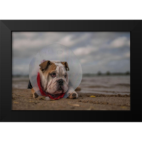 The Vet Gave Me This Collar...And I Am Not Happy With It! Black Modern Wood Framed Art Print by Van Den, Gert