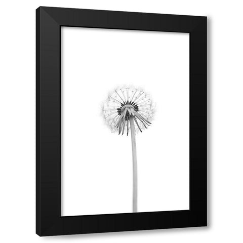 Dandelion Black Modern Wood Framed Art Print with Double Matting by Gronkjar, Lotte