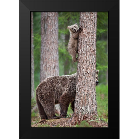 Be Carefully ! Black Modern Wood Framed Art Print by Catta, Alessandro