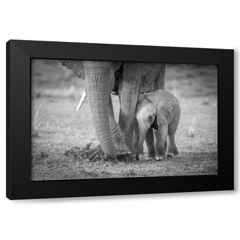 Baby 1 Black Modern Wood Framed Art Print by C. Sink, Jeffrey