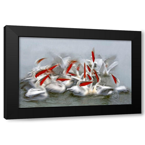Pelicans In Motion Blur Black Modern Wood Framed Art Print by Ortega, Xavier