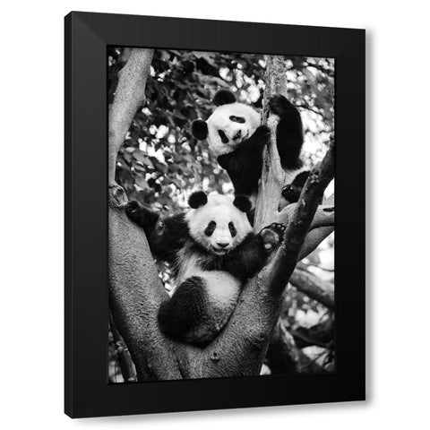 Panda World 1 Black Modern Wood Framed Art Print with Double Matting by Chengzhou, Zhou
