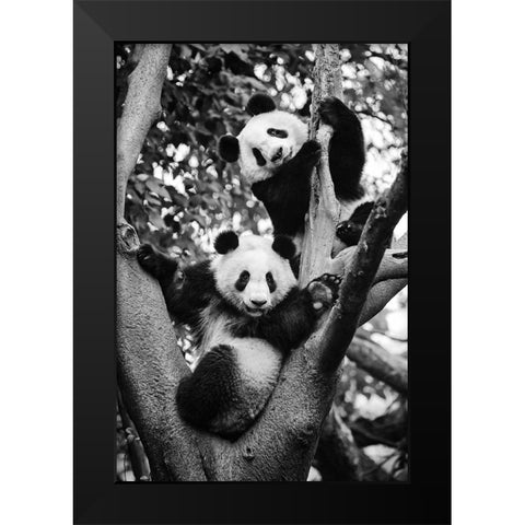 Panda World 1 Black Modern Wood Framed Art Print by Chengzhou, Zhou