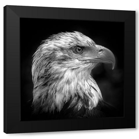 Majestic Black Modern Wood Framed Art Print by Pfeiffer, Peter