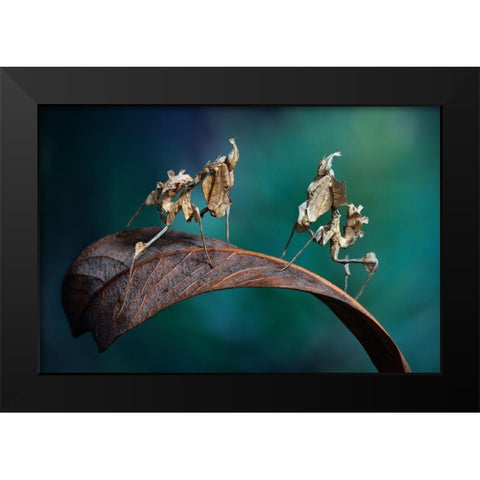 Alien Encounter Black Modern Wood Framed Art Print by Hoffman, Jimmy