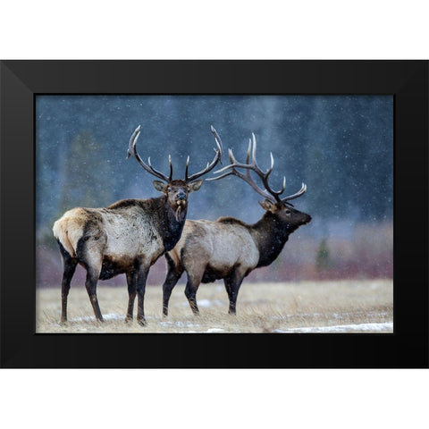 First Snow Black Modern Wood Framed Art Print by Verdon