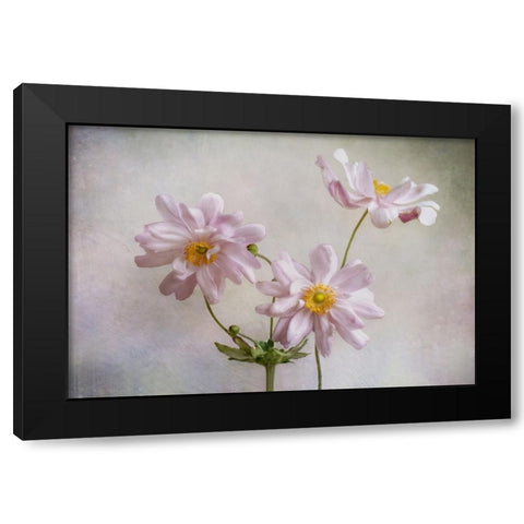 Anemones Black Modern Wood Framed Art Print by Disher, Mandy