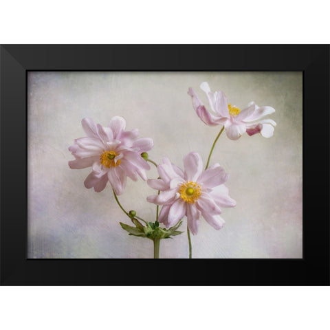 Anemones Black Modern Wood Framed Art Print by Disher, Mandy
