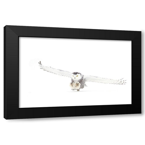 Snowy Owl Coming In For The Kill Black Modern Wood Framed Art Print with Double Matting by Cumming, Jim