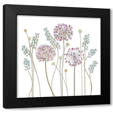 Allium Black Modern Wood Framed Art Print with Double Matting by Disher, Mandy
