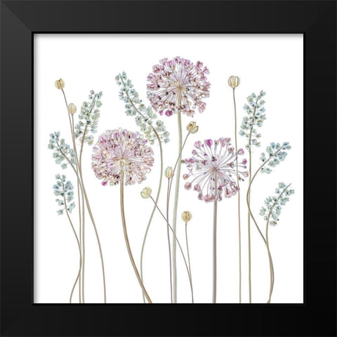 Allium Black Modern Wood Framed Art Print by Disher, Mandy