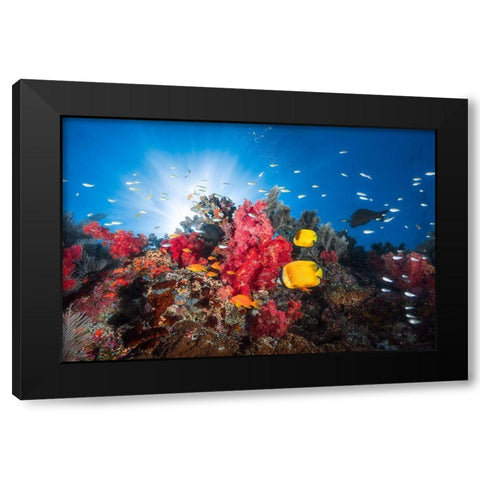 Reef Life Black Modern Wood Framed Art Print with Double Matting by Gabriel, Barathieu