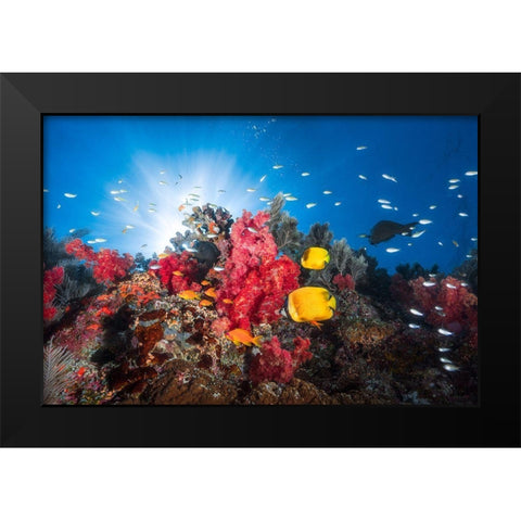 Reef Life Black Modern Wood Framed Art Print by Gabriel, Barathieu