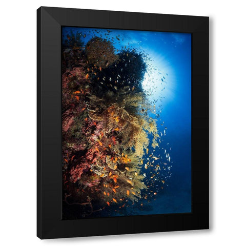 Life Explosion Black Modern Wood Framed Art Print with Double Matting by Gabriel, Barathieu