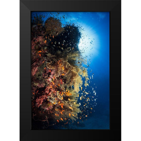 Life Explosion Black Modern Wood Framed Art Print by Gabriel, Barathieu