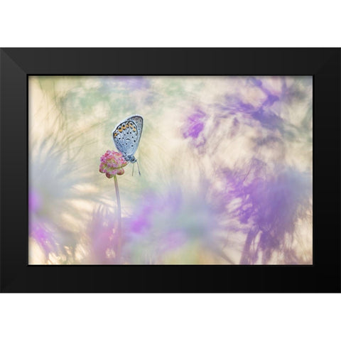 Pulsatilla Meadow Black Modern Wood Framed Art Print by Spranz, Henrik