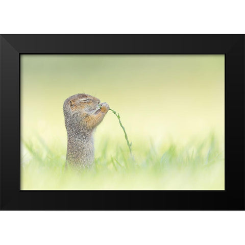 Nosing Black Modern Wood Framed Art Print by Spranz, Henrik