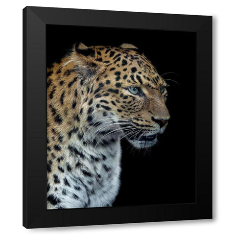 Panthere Portrait Version 2.0 Black Modern Wood Framed Art Print with Double Matting by Lothare Dambreville, Laurent