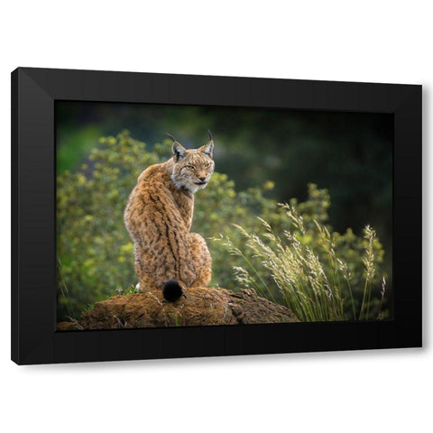Wild Look. Black Modern Wood Framed Art Print by Saavedra Ruiz, Sergio