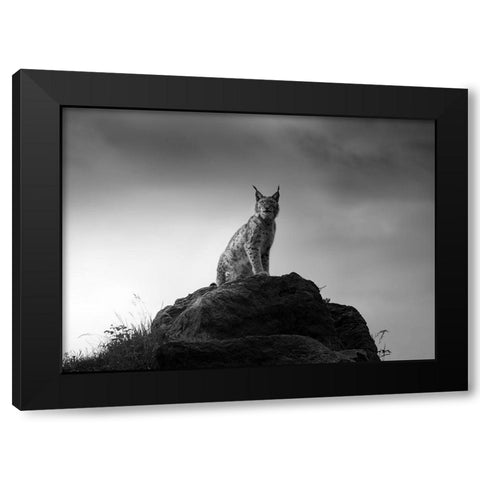 Lynx Drama. Black Modern Wood Framed Art Print by Saavedra Ruiz, Sergio