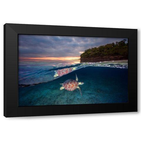 Green Turtle With Sunset Black Modern Wood Framed Art Print by Gabriel, Barathieu