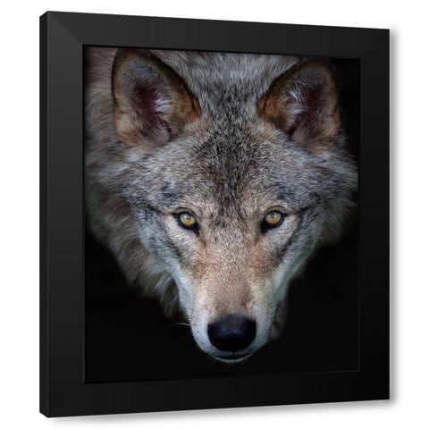 All The Better To See You - Timber Wolf Black Modern Wood Framed Art Print by Cumming, Jim