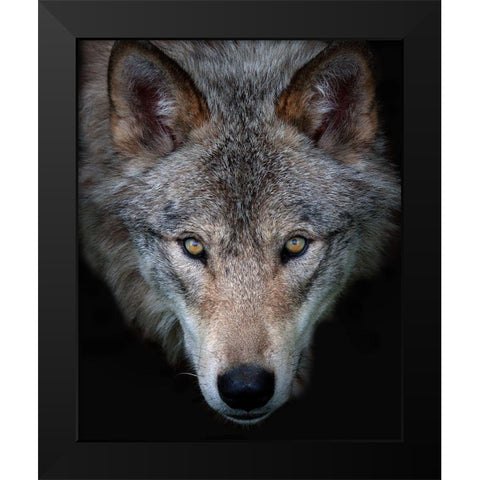 All The Better To See You - Timber Wolf Black Modern Wood Framed Art Print by Cumming, Jim