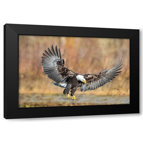 Eagle Flight Black Modern Wood Framed Art Print by Centioli, Mike