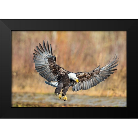 Eagle Flight Black Modern Wood Framed Art Print by Centioli, Mike