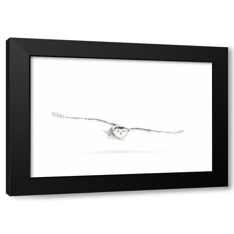 Snowy Owl On The Hunt Black Modern Wood Framed Art Print by Cumming, Jim