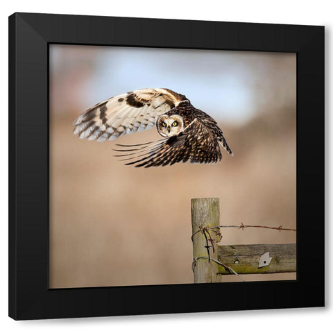 I See You! Black Modern Wood Framed Art Print by Wong, Fion