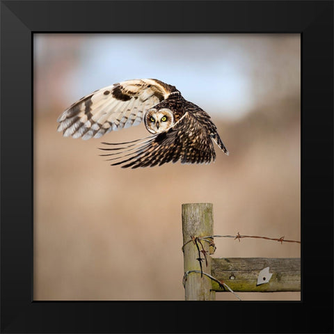 I See You! Black Modern Wood Framed Art Print by Wong, Fion