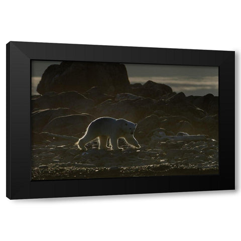 Golden Bear Black Modern Wood Framed Art Print by Pelissier, Marc