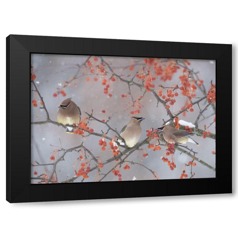 Snow-Bird And Tree Black Modern Wood Framed Art Print with Double Matting by Li, Ben